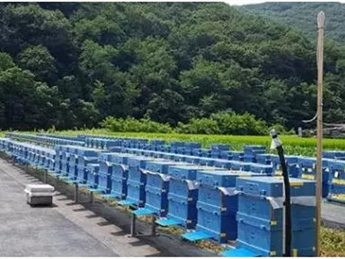 EPP蜜蜂養(yǎng)殖箱 EPP蜜蜂養(yǎng)殖箱